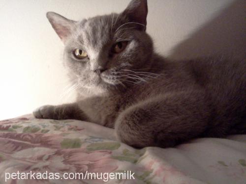 m.i.a Dişi British Shorthair