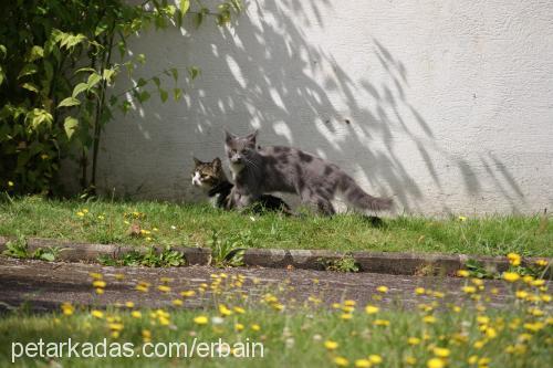 chaussette Erkek Tekir Kedi