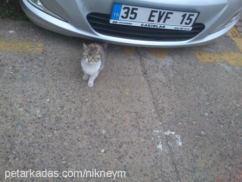 kayıp Dişi Tekir Kedi