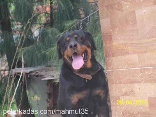 oscar Erkek Rottweiler