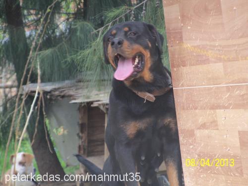 daisy Dişi Rottweiler