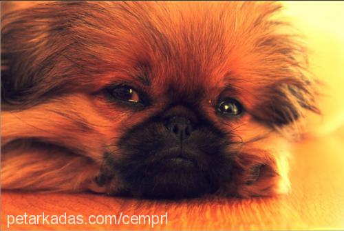 whisky Erkek Pekingese