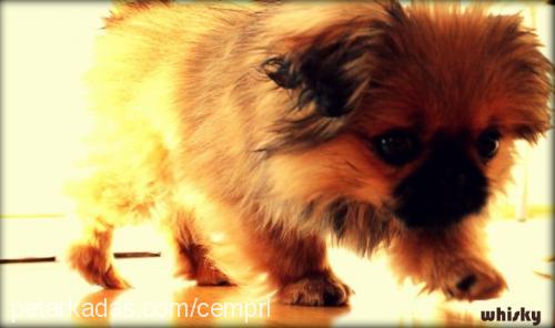 whisky Erkek Pekingese