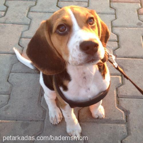 badem Dişi Beagle