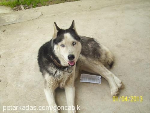 laraaaaaaaa Dişi Sibirya Kurdu (Husky)