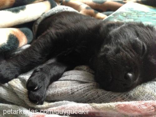 leia Dişi Golden Retriever