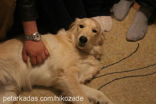 nikozade Erkek Golden Retriever