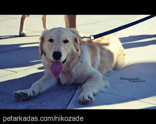 nikozade Erkek Golden Retriever