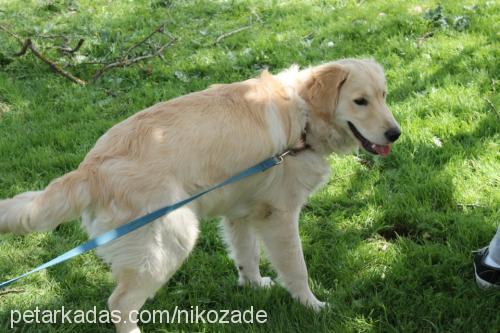 nikozade Erkek Golden Retriever