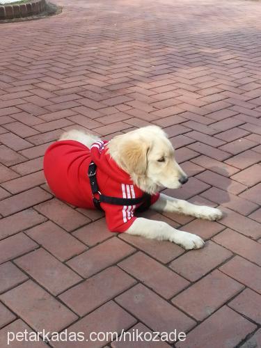 nikozade Erkek Golden Retriever