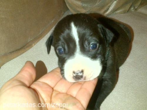 casper Erkek Amerikan Pitbull Terrier