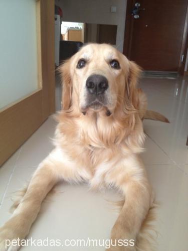 robin Erkek Golden Retriever