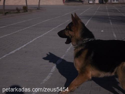 zeus Erkek Alman Çoban Köpeği