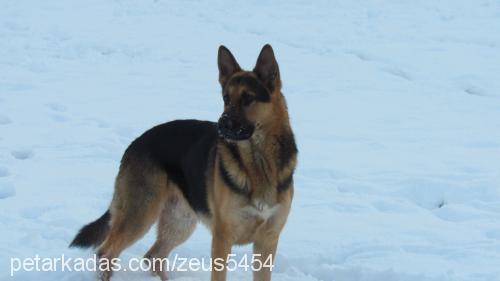 zeus Erkek Alman Çoban Köpeği