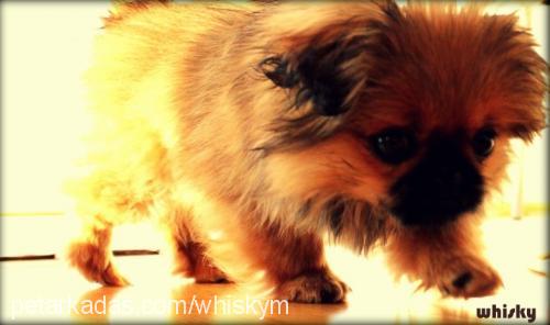 whisky Erkek Pekingese