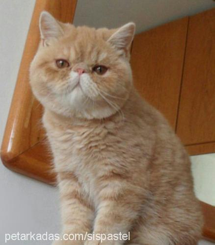 grusha Dişi Exotic Shorthair