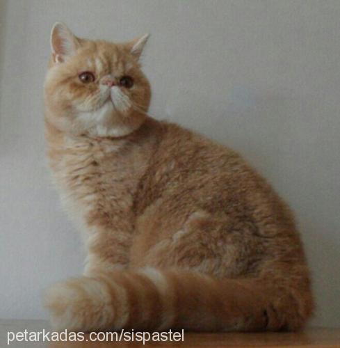 grusha Dişi Exotic Shorthair