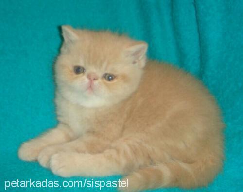 grusha Dişi Exotic Shorthair