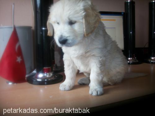 paŞa Erkek Golden Retriever