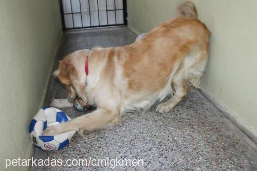 gümüş Dişi Golden Retriever