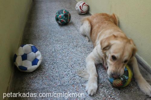 gümüş Dişi Golden Retriever