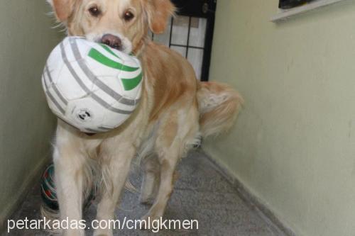 gümüş Dişi Golden Retriever