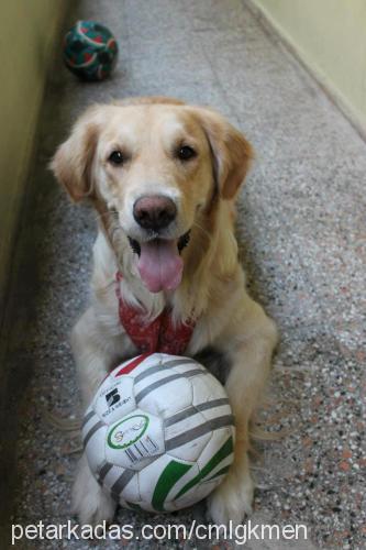 gümüş Dişi Golden Retriever