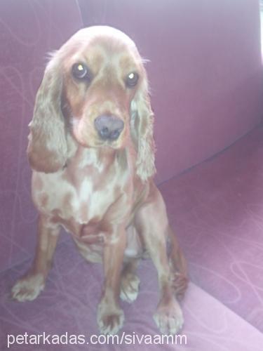 she-waŞiva Dişi İngiliz Cocker Spaniel