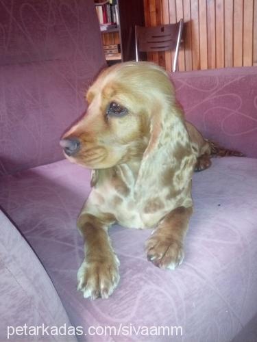 she-waŞiva Dişi İngiliz Cocker Spaniel