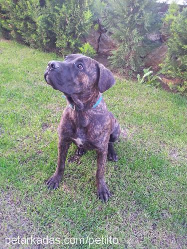 maya Dişi Cane Corso Italiano