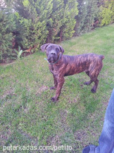 maya Dişi Cane Corso Italiano