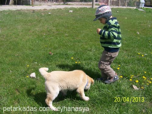 digor Erkek Sibirya Kurdu (Husky)