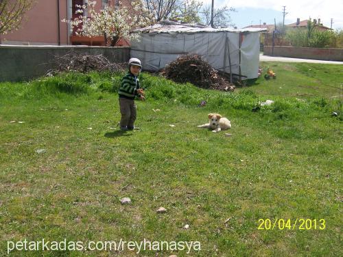 digor Erkek Sibirya Kurdu (Husky)