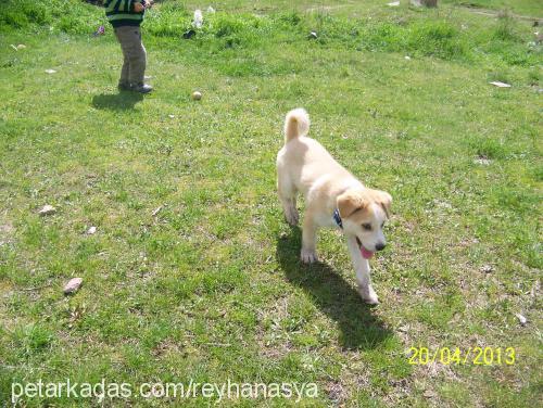 digor Erkek Sibirya Kurdu (Husky)