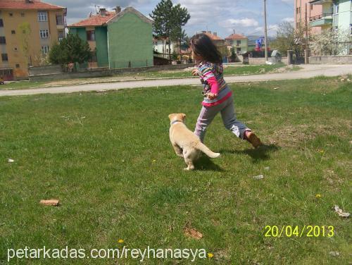 digor Erkek Sibirya Kurdu (Husky)