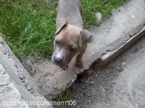 pitt Dişi Amerikan Pitbull Terrier