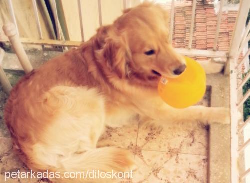 kont Erkek Golden Retriever