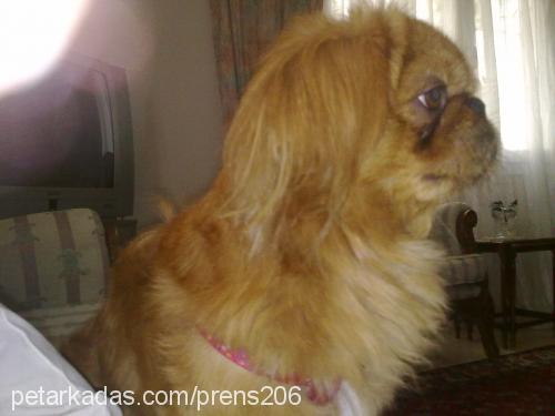 biber Erkek Pekingese