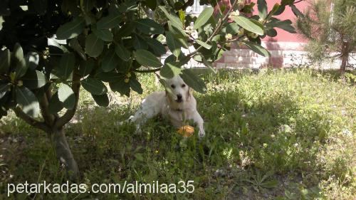 gofret Erkek Golden Retriever