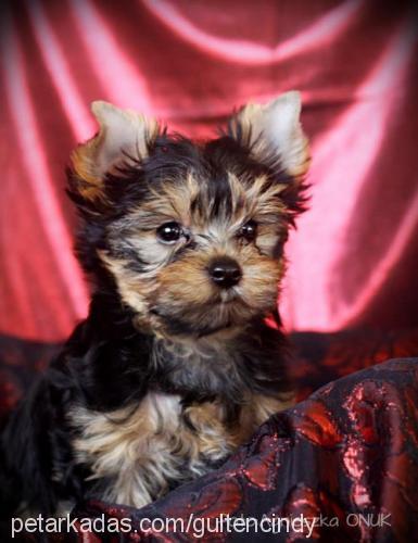 andy Erkek Yorkshire Terrier