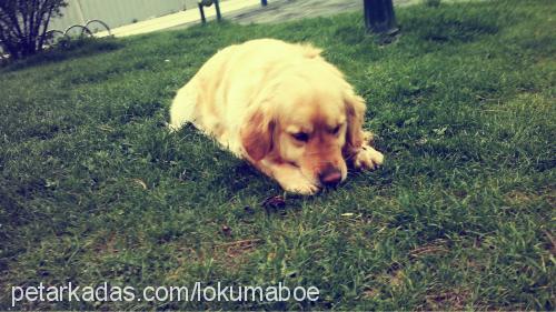 lokum Dişi Golden Retriever