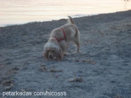 maya Dişi Amerikan Cocker Spaniel