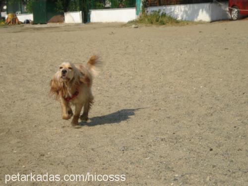 maya Dişi Amerikan Cocker Spaniel