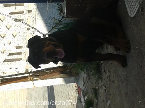 duman Erkek Rottweiler