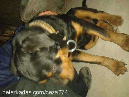 duman Erkek Rottweiler