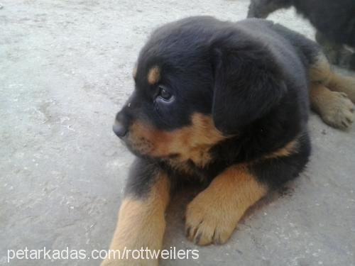 rottonya Dişi Rottweiler