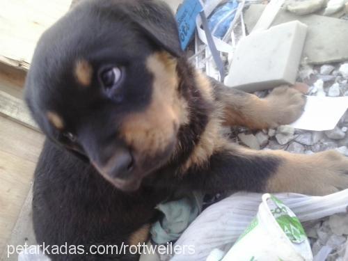 rottonya Dişi Rottweiler