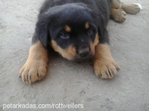 rottonya Dişi Rottweiler