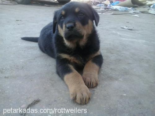 rottonya Dişi Rottweiler