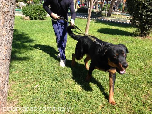 efe Erkek Rottweiler